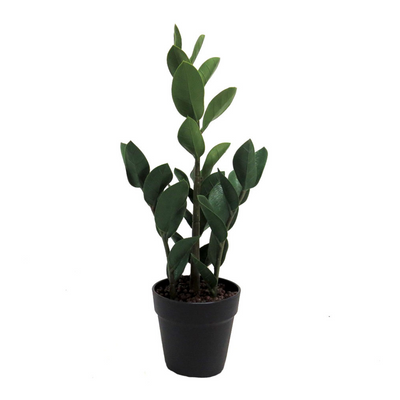 This Zamico plant stands at 50cmh, making it an ideal size for any indoor space. Its lush, green leaves add a touch of nature to your home or office, while also improving air quality. As an expert in the plant industry, you can trust that this Dracaena will thrive in any environment- UNIQUE INTERIORS