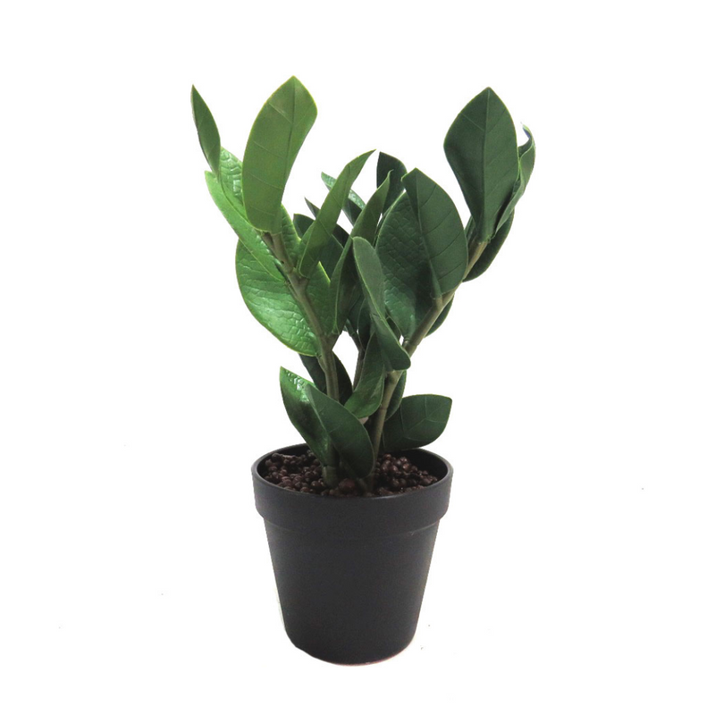 This Zamico plant stands at 30cmh, making it an ideal size for any indoor space. Its lush, green leaves add a touch of nature to your home or office, while also improving air quality. As an expert in the plant industry, you can trust that this zamico will thrive in any environment-UNIQUE INTERIORS