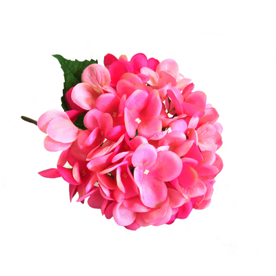 This Hydrangea Pink Lightning boasts a long stem of 50 cm, with a stunning two-tone pink hue bringing a bright and glorious beauty. Its large sized head adds to its overall attractiveness-UNIQUE INTERIORS