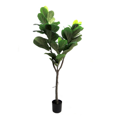 Impress with this realistic 150cm Fiddle Tree, featuring a central trunk and a network of branches adorned with perfectly colored leaves. Its varied leaf sizes create an authentic appearance. Includes a sturdy black pot for versatile use in any environment. A stunning addition to any home or office-UNIQUE INTERIORS