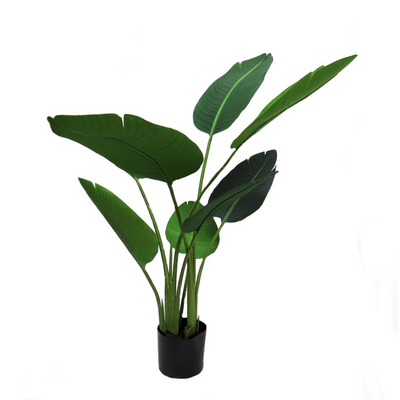As an expert in the plant industry, I highly recommend the Strelitzia. At 115cmh in height, it boasts superb quality leaves that are well constructed in varying sizes, resulting in an extremely realistic look. The plant is set in a well-weighted black pot, ensuring stability. Its excellent color and leaf form make it a truly pleasing addition for a variety of uses-UNIQUE INTERIORS