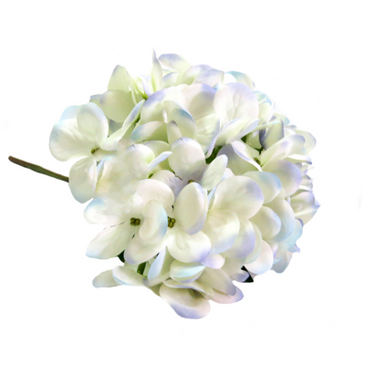 Experience the delicate beauty of Hydrangea I'heure Bleu. At 50cm in length, this stunning flower boasts a subtle blend of white and pale blue, creating a ravishing appearance. With a large and well-proportioned head, this color combination is truly a dream to behold-unique interiors