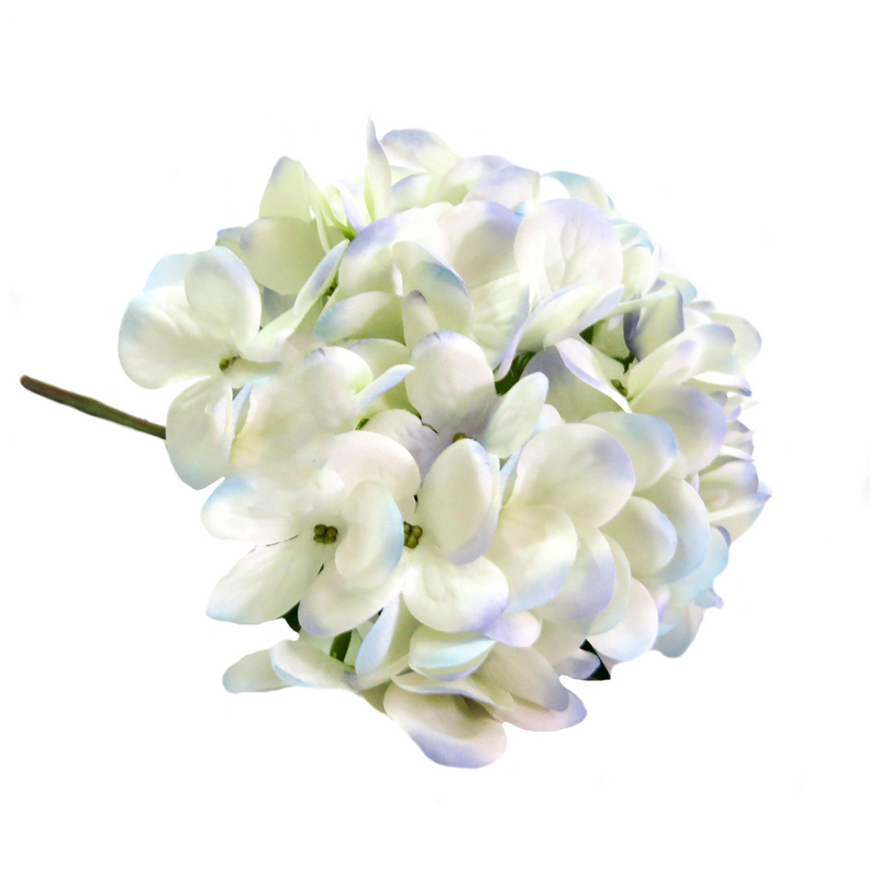 Experience the delicate beauty of Hydrangea I&