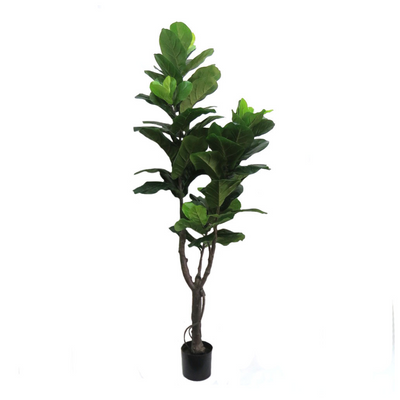 As an expert in the plant industry, I confidently recommend the Fiddlefig standing at 180cmh. This impressive height provides a striking presence to any room, making it the perfect statement piece. With its tall and leafy features, this plant adds a touch of nature to your space, while also promoting a healthy and vibrant environment-UNIQUE INTERIORS