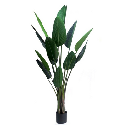 Strelitzia is a tall, elegant plant that reaches a height of 190cmh. With its impressive size, this plant will add a touch of grandeur to any space, making it perfect for larger rooms or hallways. Its height also allows it to stand out among other plants, making it a great focal point for any room-UNIQUE INTERIORS
