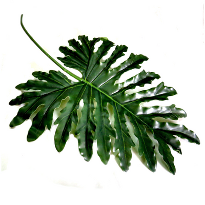 As a Philodendron Leaf expert, I can confidently say that our leaves reach an impressive 80cm in length. This length allows for optimal light absorption and overall health of the plant. Invest in our Philodendron Leaf for a strong and thriving addition to your indoor garden- unique interiors