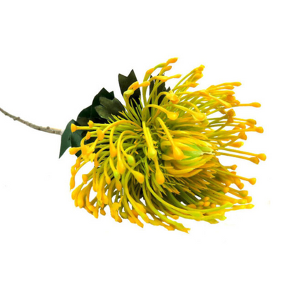 Experience the beauty of the Pincushion Sunlight. With a generous length of 73cm and a full flower head diameter of 11cm, this protea boasts a stunning composition of sunshine yellow shades. Perfect for adding a touch of elegance and vibrancy to any event or floral arrangement-UNIQUE INTERIORS