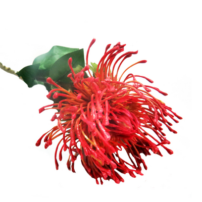 This Red Pincushion is a spectacular new flower that will add a bold touch to any arrangement. With a diameter of 11cm, the pincushion protea boasts generous proportions, standing at 73cm tall. Its flame reddish shades create a beautifully shaded composition, perfect for adding a pop of color to your floral displays-unique interiors