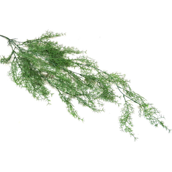 With an impressive length of 80CML, the Sprengeni Vine is a vibrant green asparagus fern that is perfect for hanging. The long tendrils add a touch of elegance to any room, while the fern&