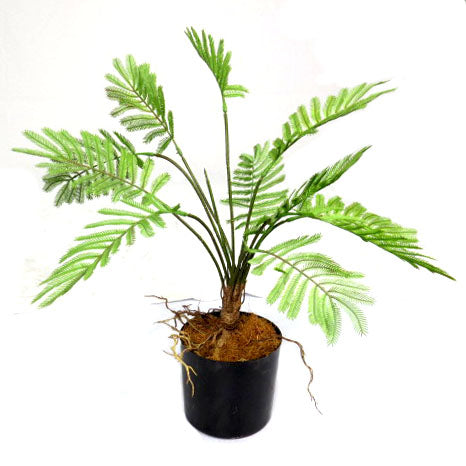 This potted fern boasts a 49cm height and a 50cm width, making it a versatile and striking addition to any space. With pot dimensions of 12cm in diameter and height, its compact size makes it perfect for adding a touch of greenery to indoor spaces-UNIQUE INTERIORS
