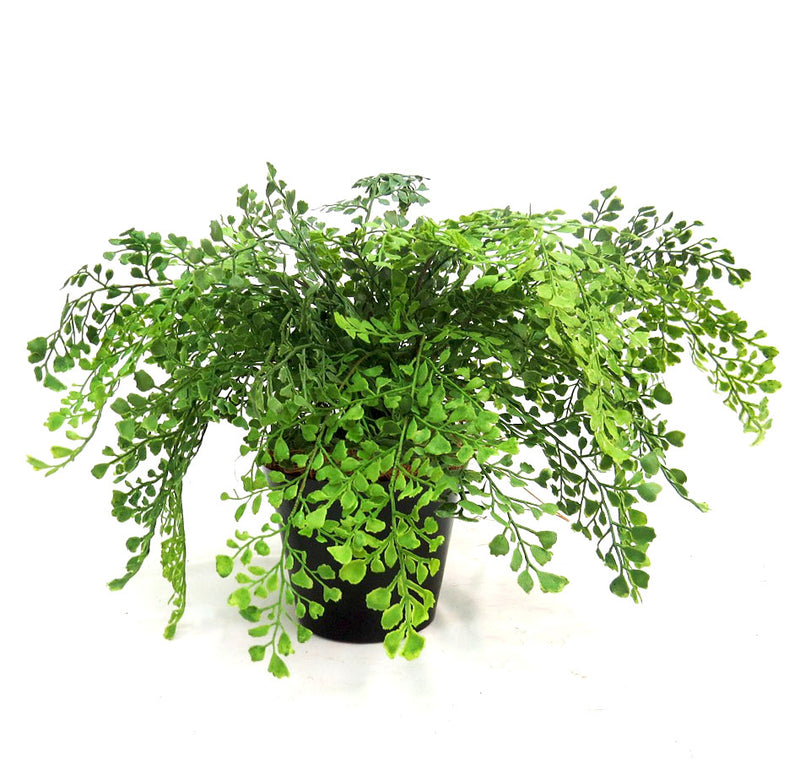 Introducing the Maiden Fern Pot, a must-have for any plant lover. With a total height of 45cm, this potted fern boasts a lush 52cm area of foliage. The pot itself stands at 12cm, offering a sturdy base for your new greens. Elevate your indoor gardening game with this beautiful addition-UNIQUE INTERIORS