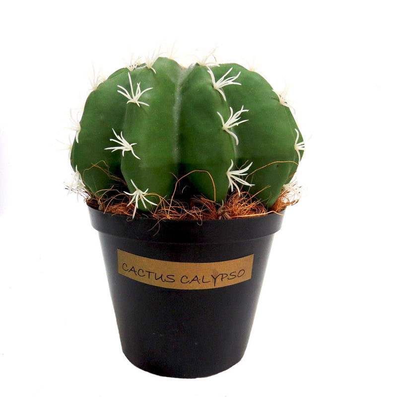 Introducing Cactus Calypso, a fat and segmented cactus in a beautiful green color. With a width of 21cm and height of 23cm, it&