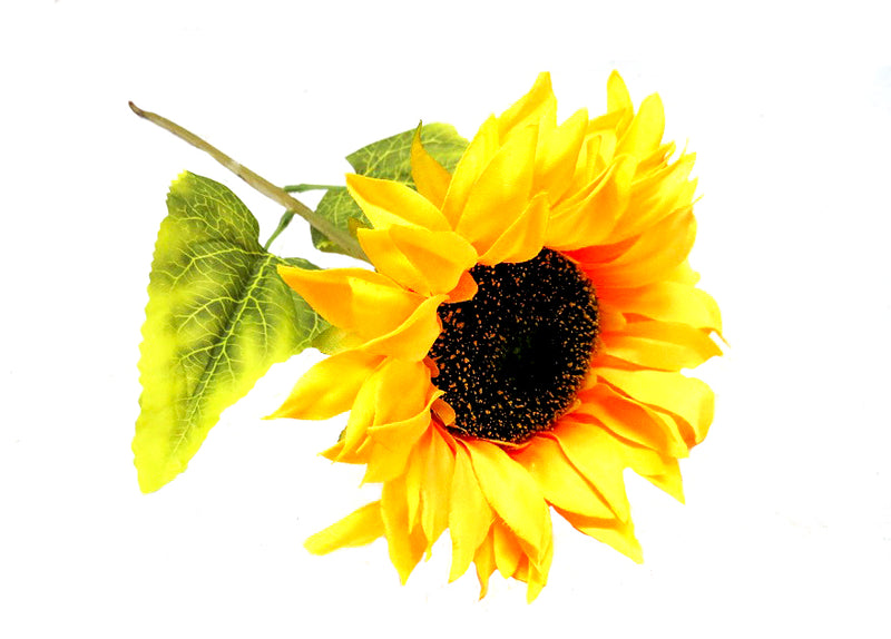 Sunflower smile