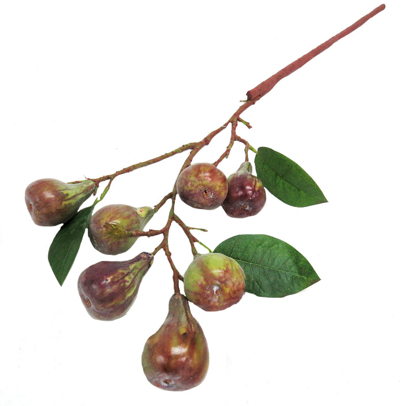 Fig branch
