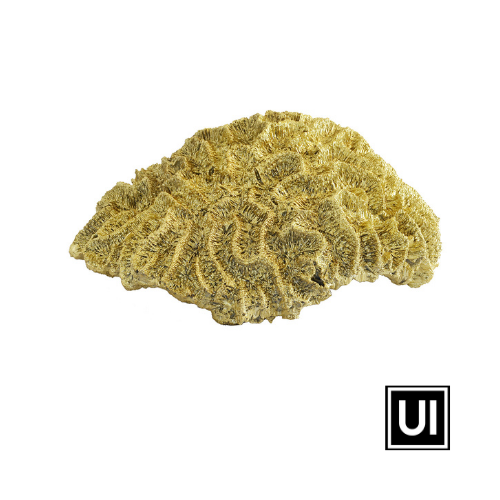Coral Brain Large Gold unique interiors lifestyle