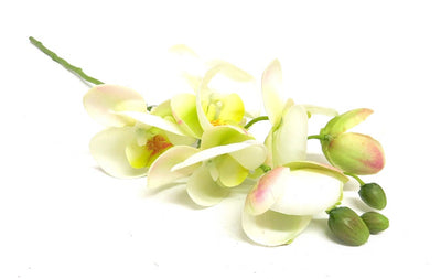 The Whiteflush Phalaenopsis is a stunning artificial flower stem that features a white-flushed petal with bits of yellow for added contrast. Impress your guests with its impressive size of 52cmL. Perfect for any interior or floral arrangement.