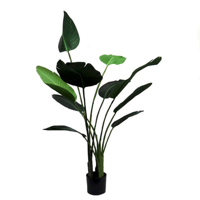 This artificial Tree Strelizia stands at 155cmH and features thick, realistic leaves for a stunning and lifelike appearance. Its quality, shape, and size make it an ideal choice for adding beauty to any home or office.