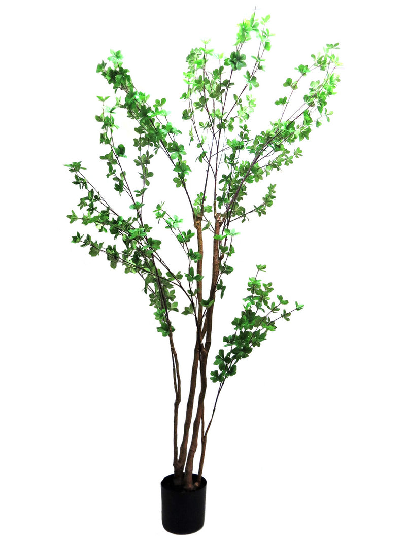 The Rondiflorium leaf tree stands a stunning 190cm high, boasting whorls of delicate leaves on its intricate branches. Its classic style and timeless look make it the perfect addition to any garden or outdoor space.