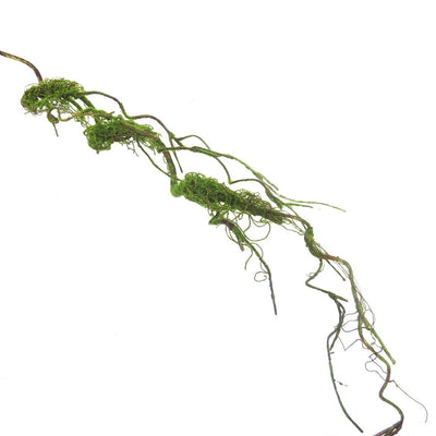 Our Hothouse Branch is a showstopper. Crafted with twisted wooden stems and covered in lush green moss, this 125cm piece brings natural beauty to your living space. The malleable stems let you bend and shape the branch to your liking, allowing for endless creative possibilities. Bring life to your home décor with this artificial plant.